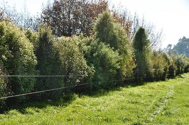 Native hedging