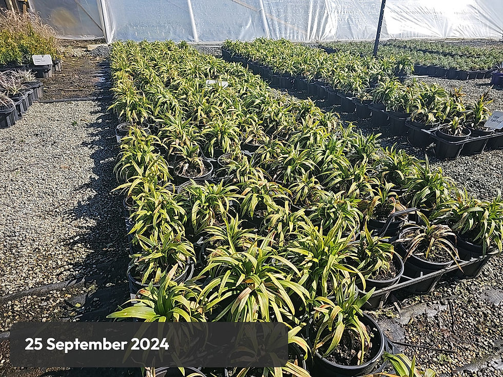 Thumbnail: Liriope muscari Royal Purple