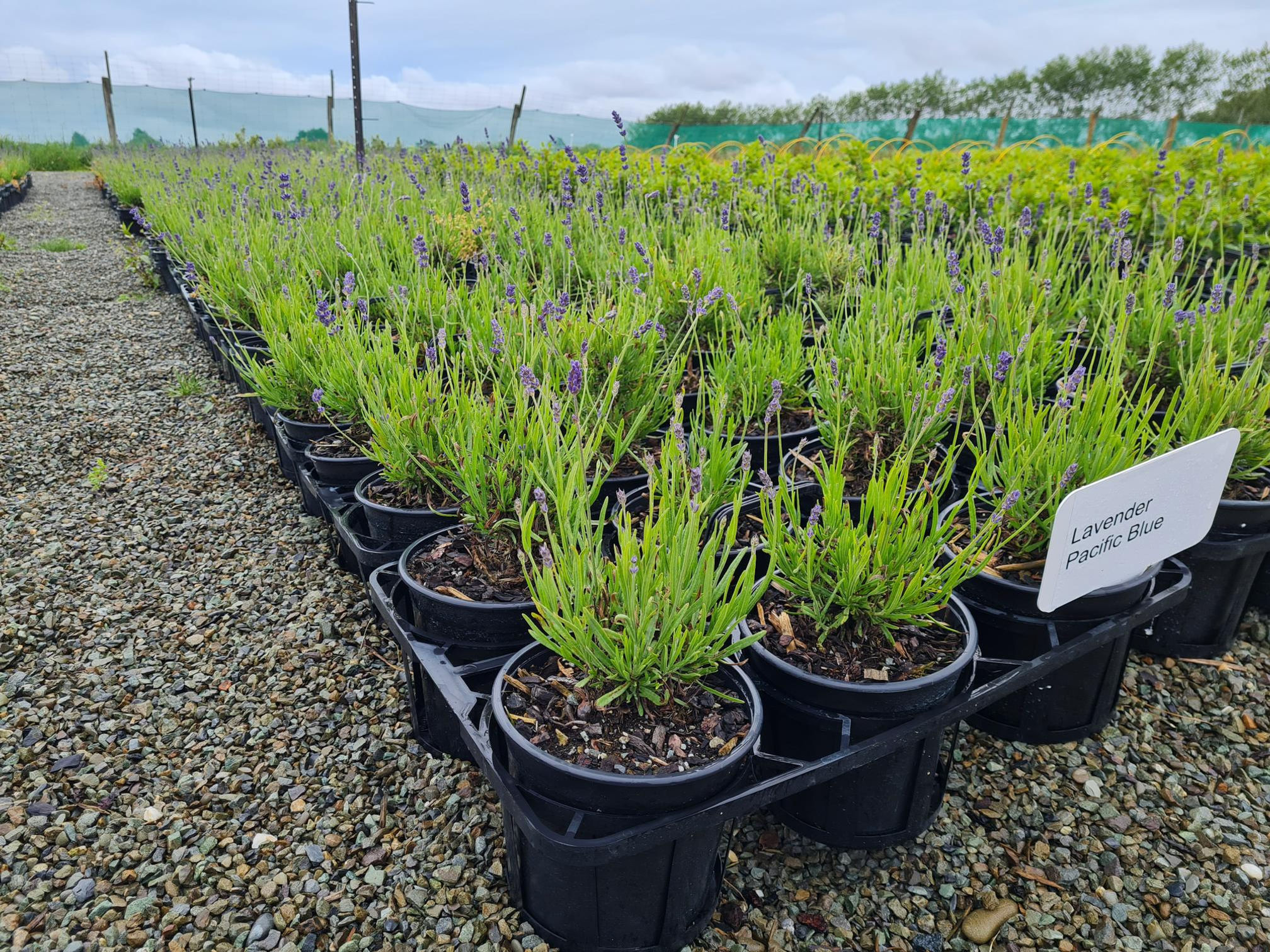 Lavender Pacific Blue