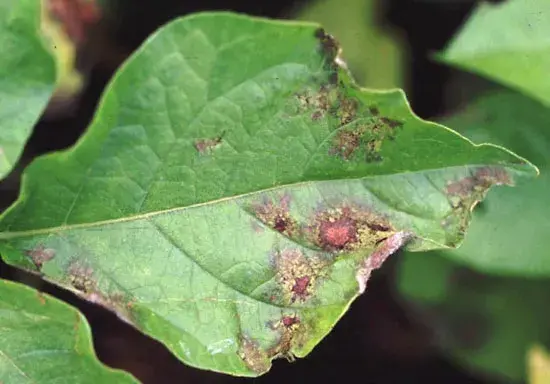 Leaf blight