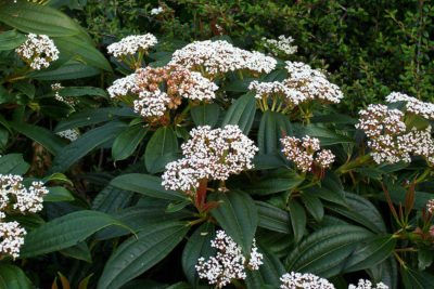Viburnum davidii