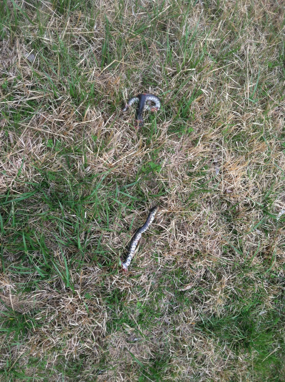 snake.jpeg