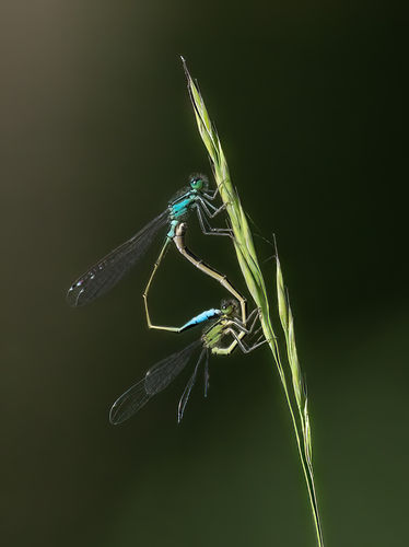 Libellen Paarung