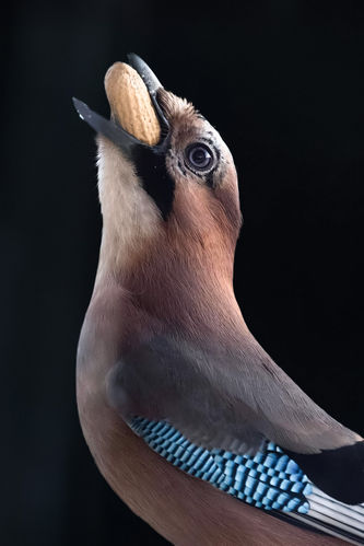  Jay, Eichelhäher, Bird with Nut