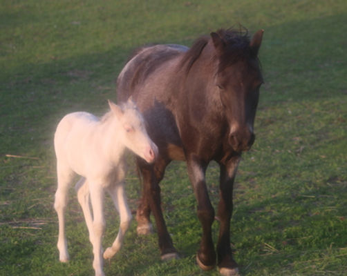 Stonecroft Lady Fox - 1994 Section A Welsh Mare
