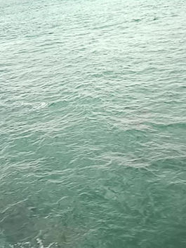 Dolphins in Port Phillip Bay