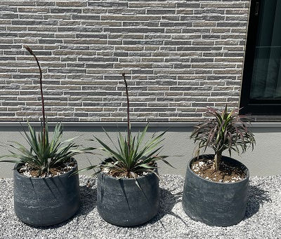 植え替え