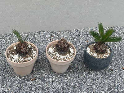 ソテツ,復活の兆し