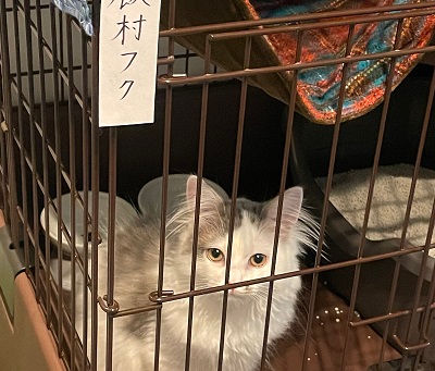 2匹目のネコ