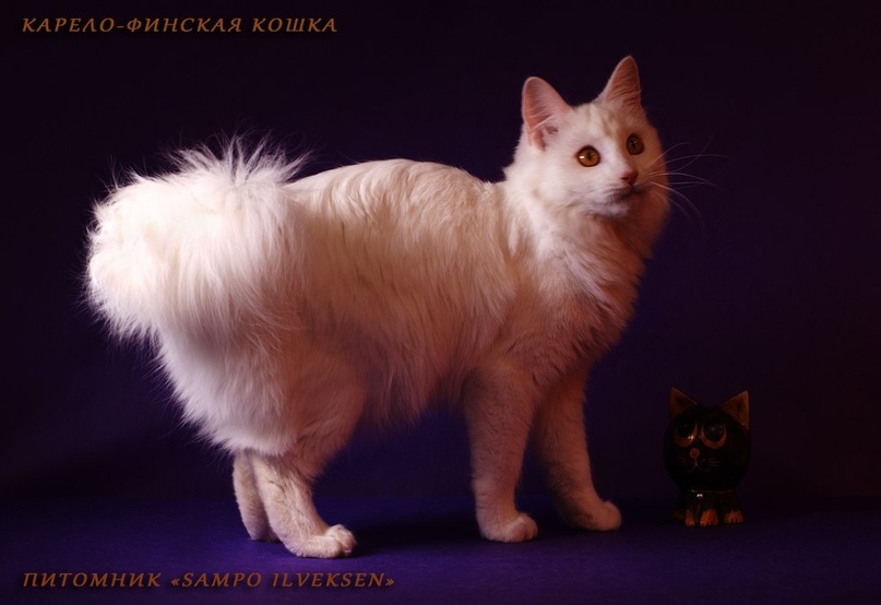 Финская Кошка Фото