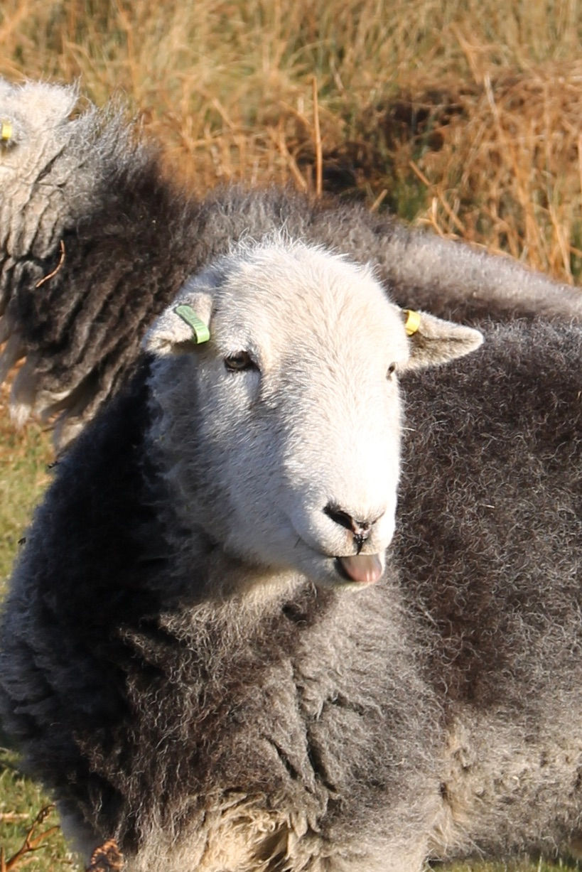 Alice, the Herdwick seep, with her tongue out.