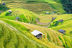 country-crop-fields-vietnam
