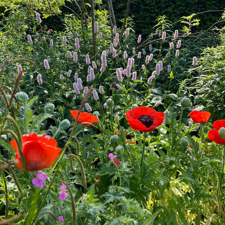Poppy Flowers (Papaver) flowering in late spring.