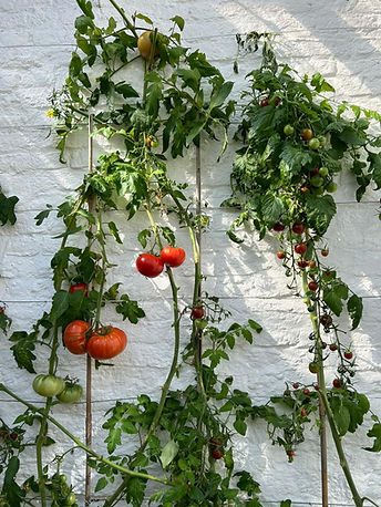 Glass House, Ella's Plantas