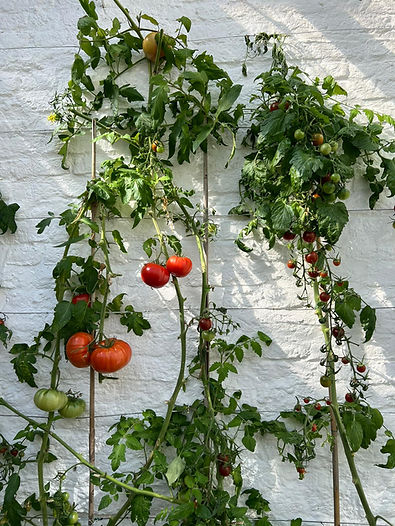 Glass House, Ella's Plantas