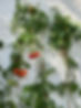 Glass House, Ella's Plantas