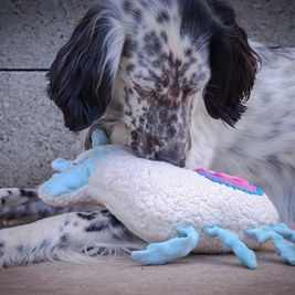 Photo d'un chien de race noir et blanc avec doudou peluche lama douce personnalisé odenoire fait main original français cute kawaii mignon
