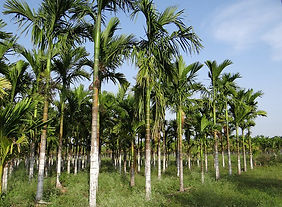 areca-plants.jpeg