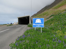 Jarðgangnamál í Fjallabyggð