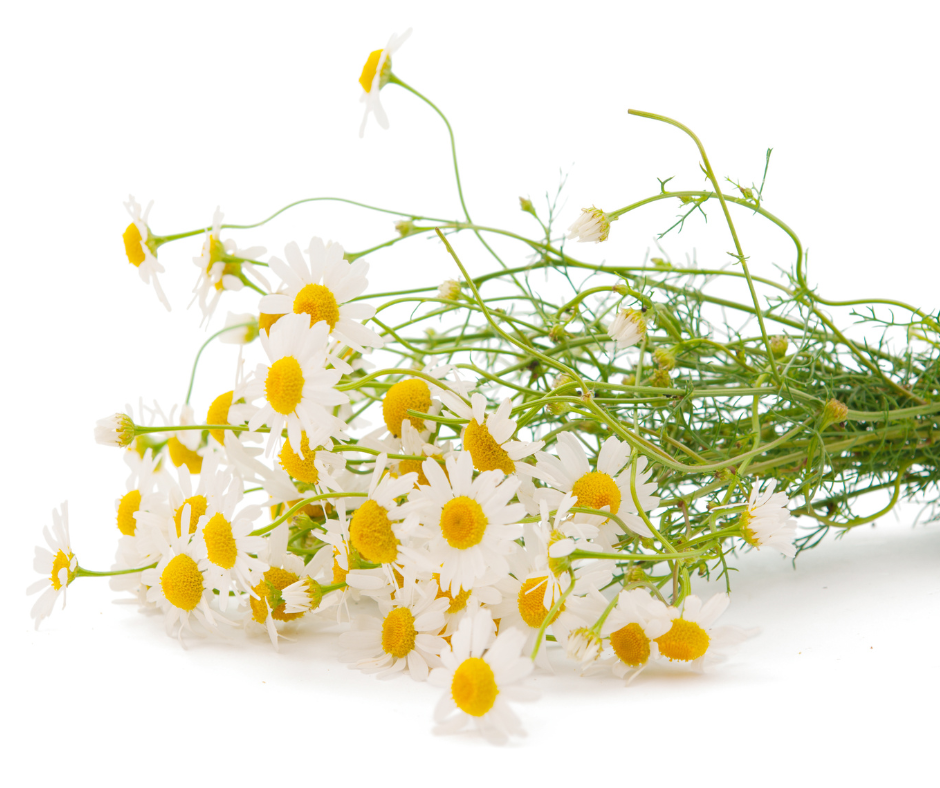 Chamomile