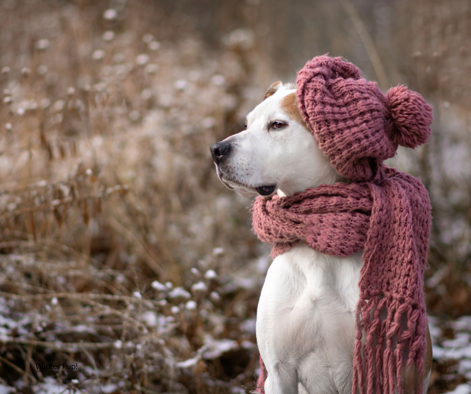 Fashionable Winter Pup!!