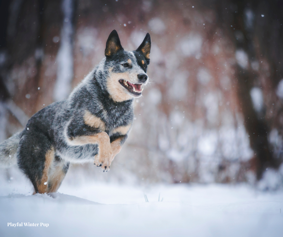 Playful Winter Pup!