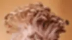 01_Beech_web.webp