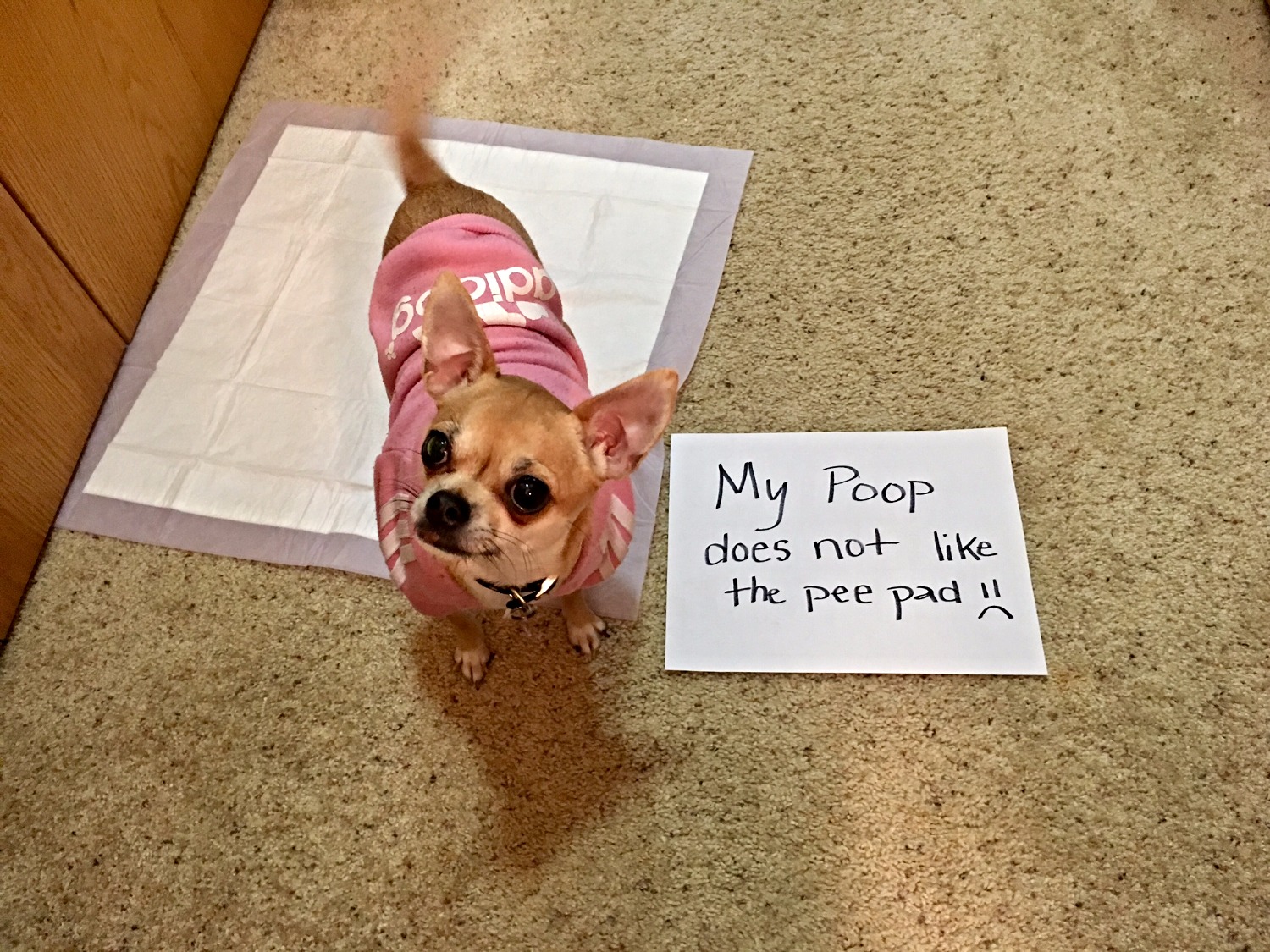 Express Carpet Cleaners. Carpet Cleaning Service Discounts Fargo