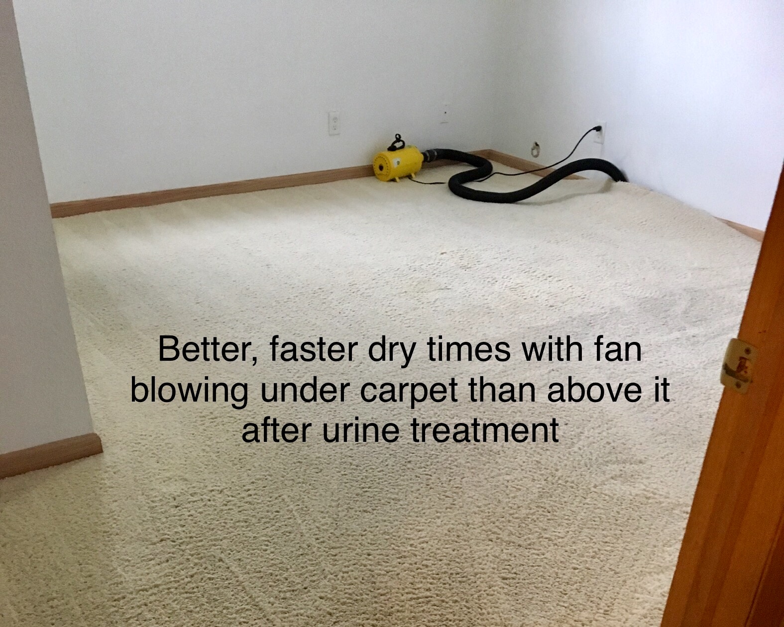 Express Carpet Cleaners. Carpet Cleaning Service Discounts Fargo