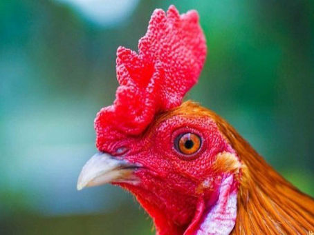 Đá gà trực tiếp thomo - Trang trực tiếp đá gà nổi tiếng Dagathomo.guru