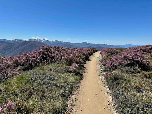 Camino de Santiago