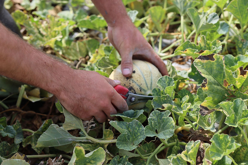 Ouvrier agricole