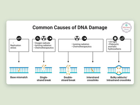 Understanding Cancer Through Biology, Bioelectricity, and Care