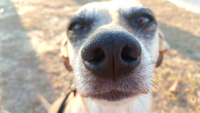My Dog Blog
By Cannon Greene (Age: 14)