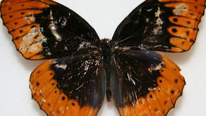 Diana Fritillary by Caroline Merriman (Age: 13)