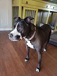 Pet_Family_Support_Forever_Peaceful_Memo