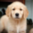 💛 that face!_#welovegoldens #puppyface #eightandahalfweeksold #goldensofinstagram #ilovegolden_retr