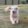 Pearl is such a happy gal 😀_#pearlisthreemonthsold_#welovepuppies #sunnyxjohnny #ivywestgoldens