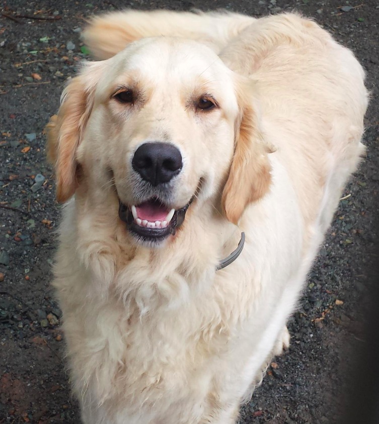 ivy west farm golden retrievers ivy west farm golden retrievers