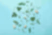 fresh-herbs-blue.jpeg