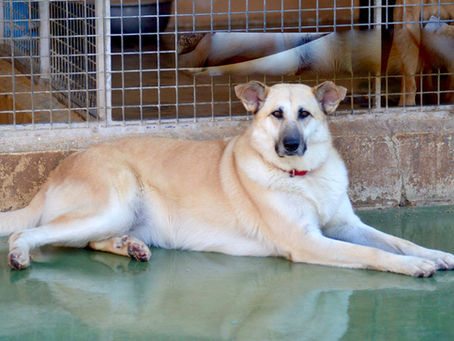 Pré-visite adoption trouvée