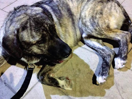 Laurel est parti hier soir en Belgique