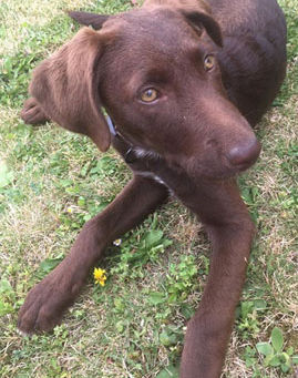 C'est le cœur un peu plus léger que nous vous annonçons que la petite Nutella est adoptée !