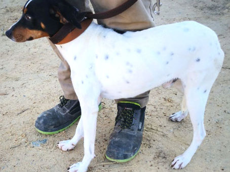 Notre ravissant petit bodeguero d'un an répondant au nom de DARIO est adopté !