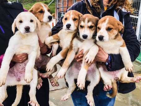 Un camion de croquettes pour les chiots d'Espagne