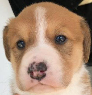 Masao est réservé à l'adoption !