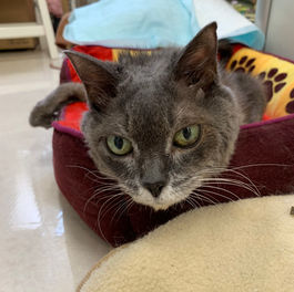 本院の猫、空（クー）がお空に帰りました。