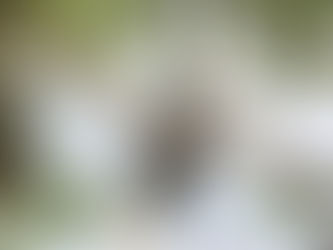 Winged Wonders: Birdwatching and Endemic Species Conservation in El Nido