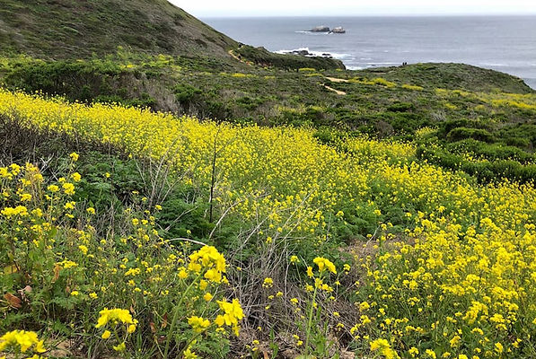 wild mustard plants