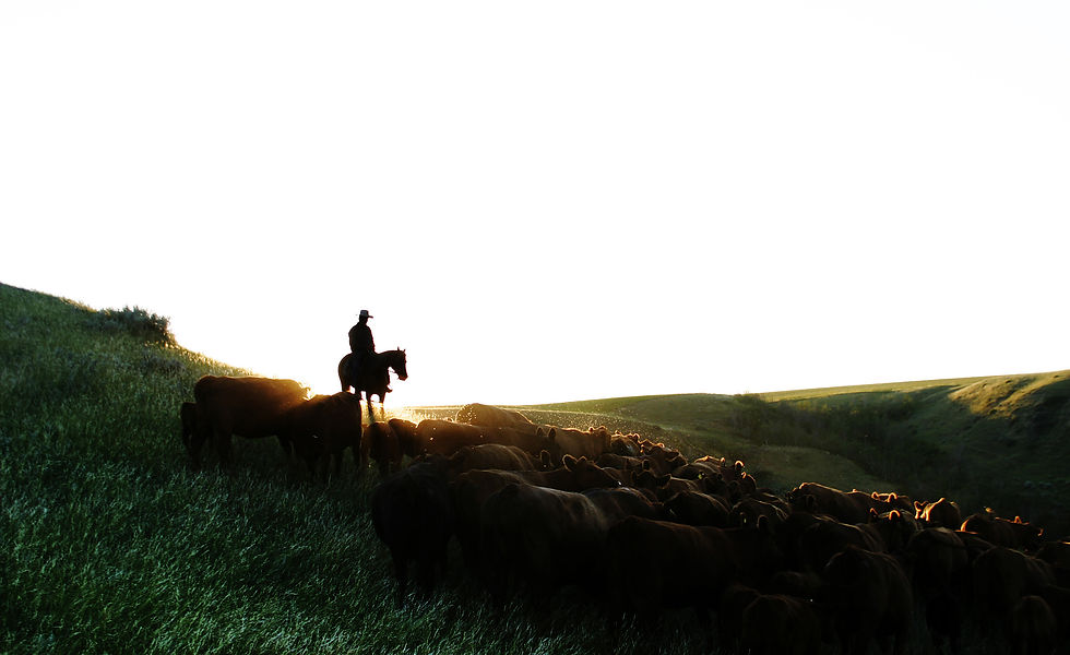 Saskatchewan Cattlemen's Association SCA Saskatchewan, Canada